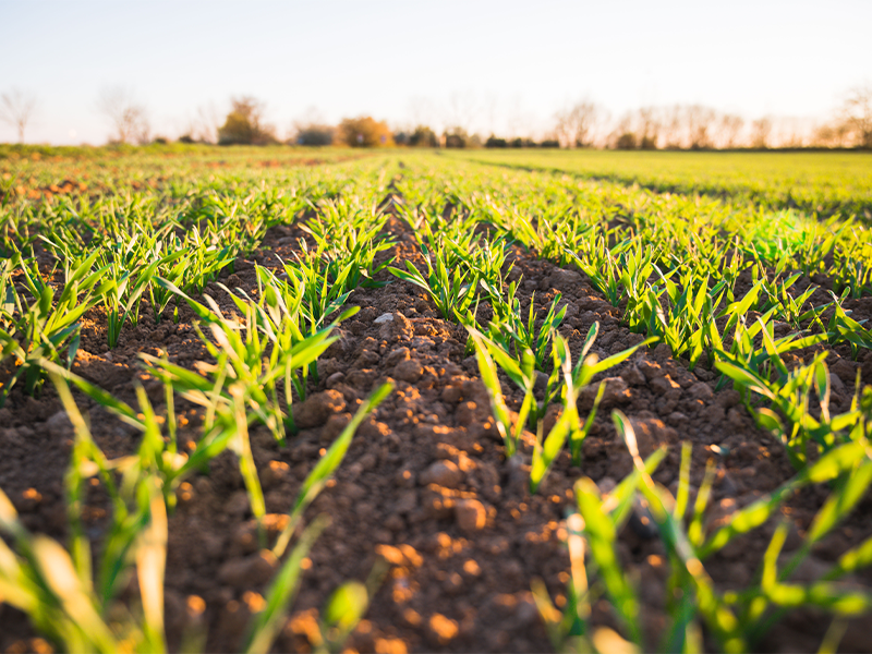 Landwirtschaft